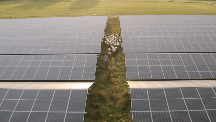 Schafe_und_Schaefer_neben_Solarpanelen